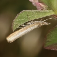 Ptochostola microphaeellus (A Crambid moth) at Forde, ACT - 4 Nov 2020 by kasiaaus