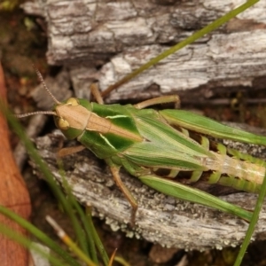 Perala viridis at Forde, ACT - 4 Nov 2020