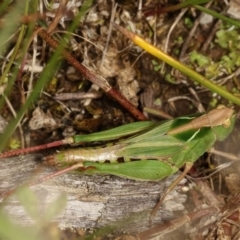 Perala viridis at Forde, ACT - 4 Nov 2020