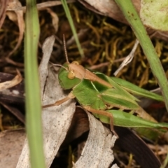 Perala viridis at Forde, ACT - 4 Nov 2020