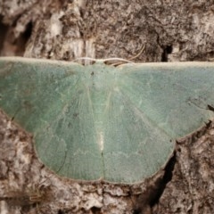 Prasinocyma semicrocea (Common Gum Emerald moth) at Forde, ACT - 6 Nov 2020 by kasiaaus