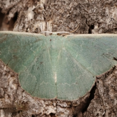 Prasinocyma semicrocea (Common Gum Emerald moth) at Forde, ACT - 6 Nov 2020 by kasiaaus