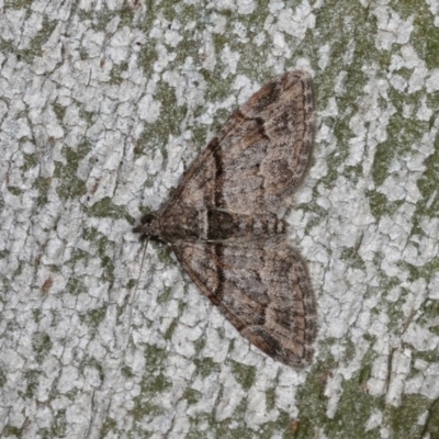 Phrissogonus laticostata (Apple looper moth) at Forde, ACT - 6 Nov 2020 by kasiaaus