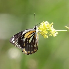 Belenois java (Caper White) at Bonython, ACT - 8 Nov 2020 by RodDeb