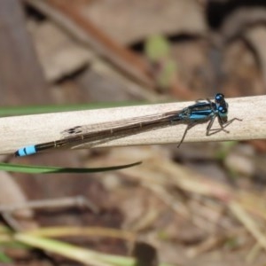 Ischnura heterosticta at Bonython, ACT - 8 Nov 2020