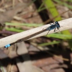 Ischnura heterosticta at Bonython, ACT - 8 Nov 2020