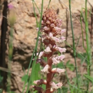 Orobanche minor at Bonython, ACT - 8 Nov 2020