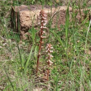 Orobanche minor at Bonython, ACT - 8 Nov 2020