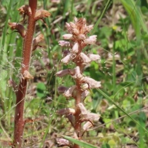 Orobanche minor at Bonython, ACT - 8 Nov 2020