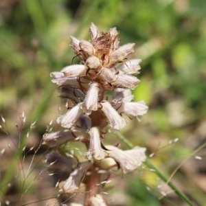 Orobanche minor at Bonython, ACT - 8 Nov 2020