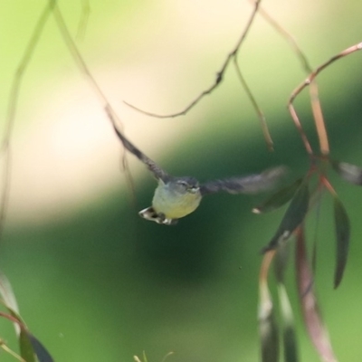 Smicrornis brevirostris (Weebill) at Bonython, ACT - 8 Nov 2020 by RodDeb