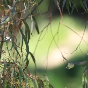 Smicrornis brevirostris at Bonython, ACT - 8 Nov 2020 12:34 PM