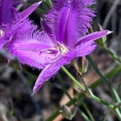 Thysanotus tuberosus subsp. tuberosus (Common Fringe-lily) at Burra, NSW - 7 Nov 2020 by Safarigirl