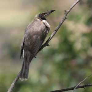 Philemon corniculatus at Bonython, ACT - 8 Nov 2020