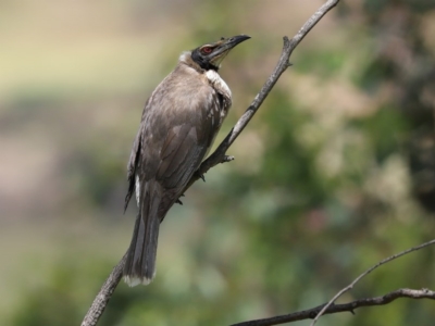 Philemon corniculatus (Noisy Friarbird) at Bonython, ACT - 8 Nov 2020 by RodDeb