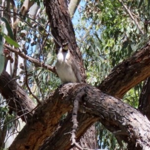 Philemon corniculatus at Bonython, ACT - 8 Nov 2020