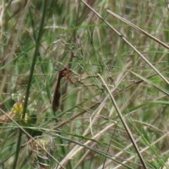 Harpobittacus australis at Bonython, ACT - 8 Nov 2020