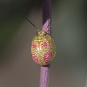 Paropsisterna fastidiosa at Forde, ACT - 7 Nov 2020