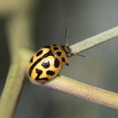 Peltoschema oceanica (Oceanica leaf beetle) at Forde, ACT - 7 Nov 2020 by AlisonMilton