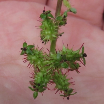 Acaena x ovina (Sheep's Burr) at Red Hill, ACT - 31 Oct 2020 by RobParnell