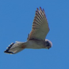 Falco cenchroides (Nankeen Kestrel) at Garran, ACT - 7 Nov 2020 by AdventureGirl