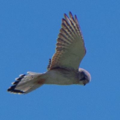 Falco cenchroides (Nankeen Kestrel) at Garran, ACT - 6 Nov 2020 by AdventureGirl