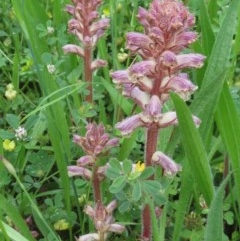 Orobanche minor (Broomrape) at Red Hill, ACT - 31 Oct 2020 by RobParnell