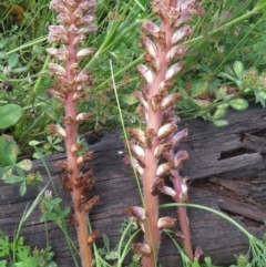 Orobanche minor at Red Hill, ACT - 1 Nov 2020 09:19 AM