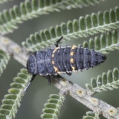 Harmonia conformis (Common Spotted Ladybird) at Forde, ACT - 7 Nov 2020 by AlisonMilton