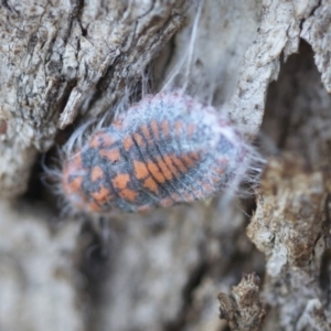 Monophlebulus sp. (genus) at Forde, ACT - 7 Nov 2020