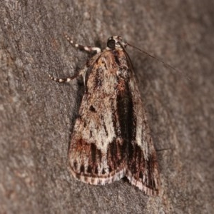 Spectrotrota fimbrialis at Forde, ACT - 6 Nov 2020