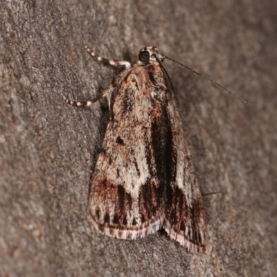 Spectrotrota fimbrialis (A Pyralid moth) at Forde, ACT - 6 Nov 2020 by kasiaaus