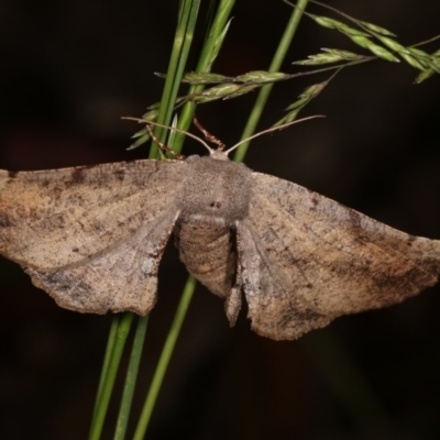 Circopetes obtusata (Grey Twisted Moth) at Forde, ACT - 6 Nov 2020 by kasiaaus
