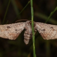 Circopetes obtusata at Forde, ACT - 6 Nov 2020