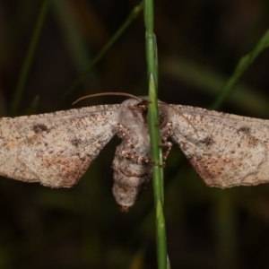 Circopetes obtusata at Forde, ACT - 6 Nov 2020