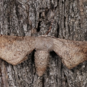 Circopetes obtusata at Forde, ACT - 6 Nov 2020