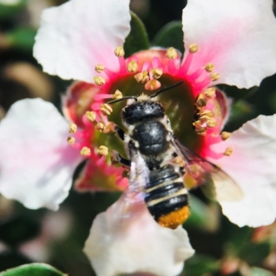 Megachile ferox (Resin bee) at Broulee, NSW - 30 Oct 2020 by PeterA