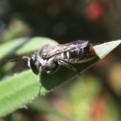 Megachile (Hackeriapis) canifrons at Canberra, ACT - 8 Nov 2020 by PeterA