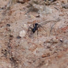 Unidentified Ant (Hymenoptera, Formicidae) at West Wodonga, VIC - 8 Nov 2020 by Kyliegw
