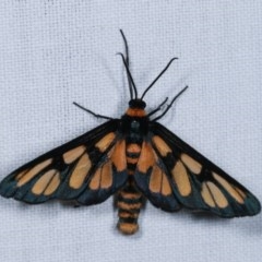 Amata (genus) (Handmaiden Moth) at Forde, ACT - 6 Nov 2020 by kasiaaus