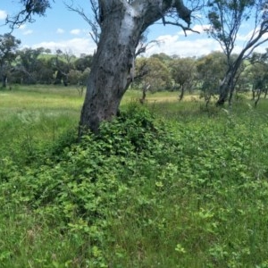 Rubus anglocandicans at Fraser, ACT - 7 Nov 2020