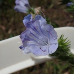 Echium plantagineum (Paterson's Curse) at Fraser, ACT - 7 Nov 2020 by Laserchemisty