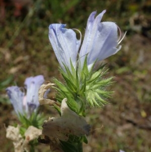 Echium plantagineum at Fraser, ACT - 7 Nov 2020