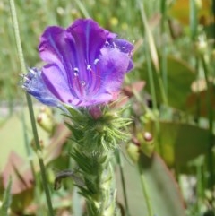 Echium plantagineum at Fraser, ACT - 7 Nov 2020