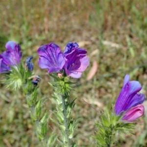 Echium plantagineum at Fraser, ACT - 7 Nov 2020