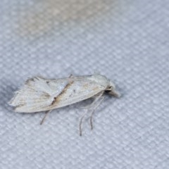 Heliocosma argyroleuca (A tortrix or leafroller moth) at Forde, ACT - 6 Nov 2020 by kasiaaus