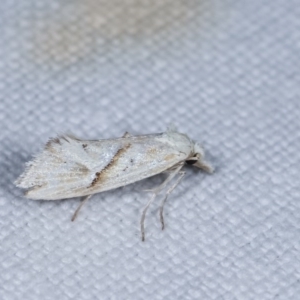 Heliocosma argyroleuca at Forde, ACT - 6 Nov 2020