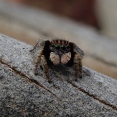 Maratus vespertilio (Bat-like peacock spider) at Fraser, ACT - 30 Oct 2020 by Laserchemisty