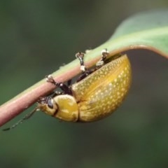 Paropsisterna cloelia (Eucalyptus variegated beetle) at Fraser, ACT - 4 Nov 2020 by Laserchemisty