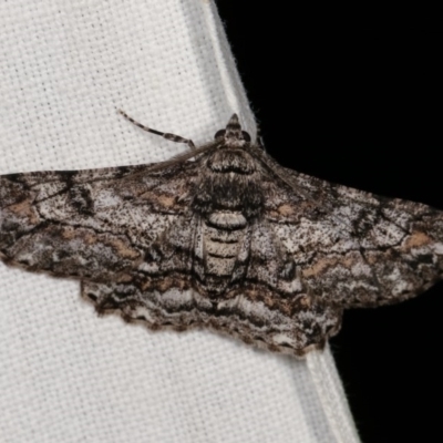 Cleora displicata (A Cleora Bark Moth) at Forde, ACT - 6 Nov 2020 by kasiaaus